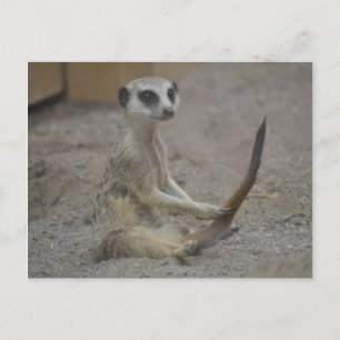 Meerkat Briefkaart