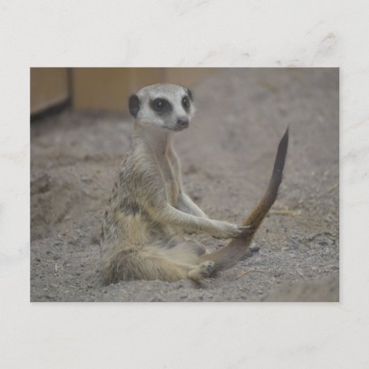 Meerkat Briefkaart (Voorkant)