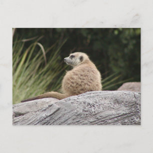 Meerkat Briefkaart