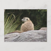 Meerkat Briefkaart (Voorkant)