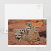 Meerkat Briefkaart (Voorkant / Achterkant)