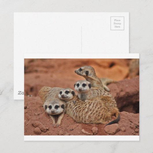 Meerkat Briefkaart (Voorkant / Achterkant)