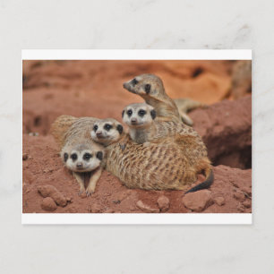 Meerkat Briefkaart