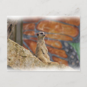 Meerkat Briefkaart
