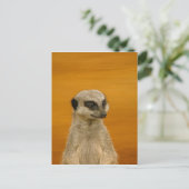 Meerkat Briefkaart (Staand voorkant)
