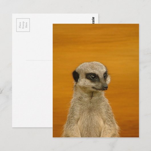 Meerkat Briefkaart (Voorkant / Achterkant)