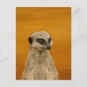Meerkat Briefkaart