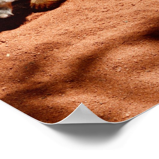 Meerkat Bug Eliminator, Poster (Hoek)