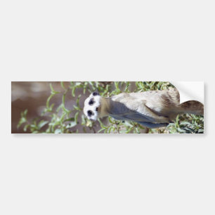 Meerkat Bumpersticker