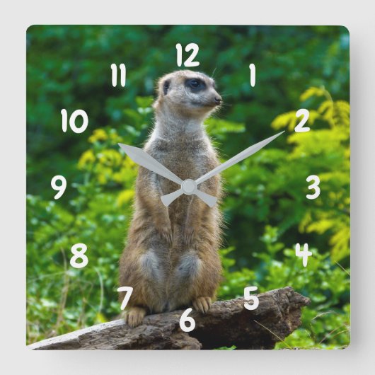 Meerkat Clock Vierkante Klok (Voorkant)