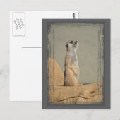 Meerkat Collectie Briefkaart (Voorkant / Achterkant)