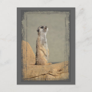 Meerkat Collectie Briefkaart