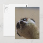 Meerkat die dramatisch kijkt briefkaart (Voorkant / Achterkant)