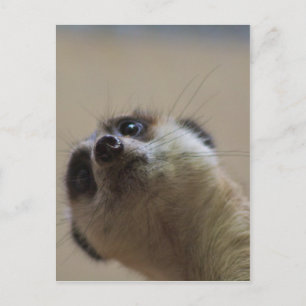 Meerkat die dramatisch kijkt briefkaart