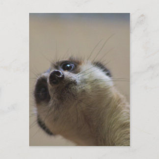 Meerkat die dramatisch kijkt briefkaart