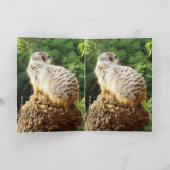 Meerkat die je mist, kaart (Binnen)