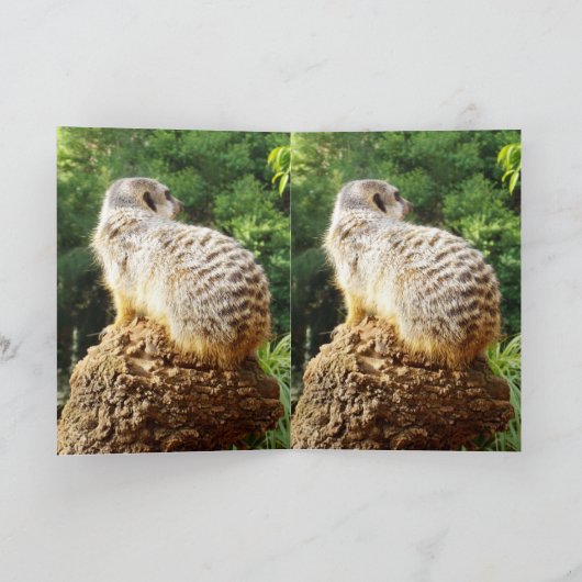 Meerkat die je mist, kaart (Binnen)