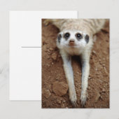 Meerkat die (Suricata Suricatta) neer koelen Briefkaart (Voorkant / Achterkant)