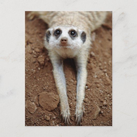 Meerkat die (Suricata Suricatta) neer koelen Briefkaart (Voorkant)