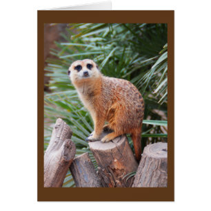 Meerkat-dierkaart