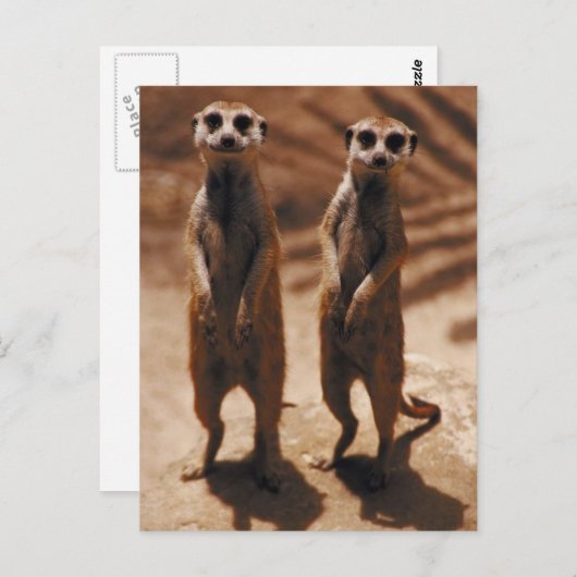 Meerkat Duo Briefkaart (Voorkant / Achterkant)