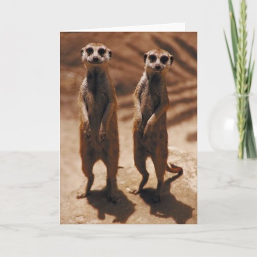 Meerkat Duo Kaart (Voorkant)