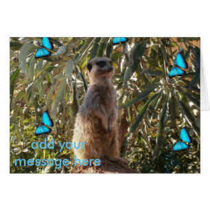 Meerkat en blauwe vlinders,