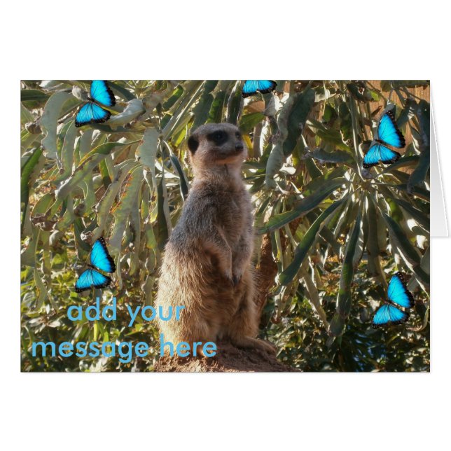 Meerkat en blauwe vlinders, (Voorkant Horizontaal)