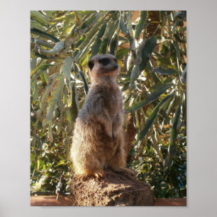 Meerkat en grote groene bladeren, Poster