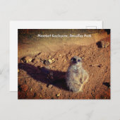 Meerkat Enclosure, Drusillas Park Briefkaart (Voorkant / Achterkant)