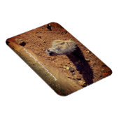 Meerkat Enclosure, Drusillas Park Magneet (Rechterzijde)