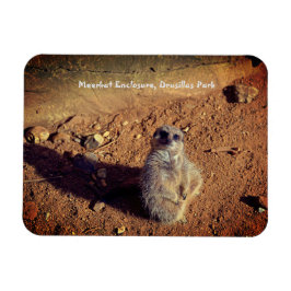Meerkat Enclosure, Drusillas Park Magneet