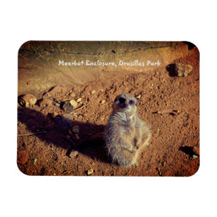 Meerkat Enclosure, Drusillas Park Magneet