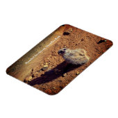 Meerkat Enclosure, Drusillas Park Magneet (Linkerzijde)