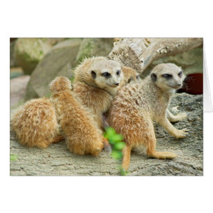 Meerkat Familie - Kaart