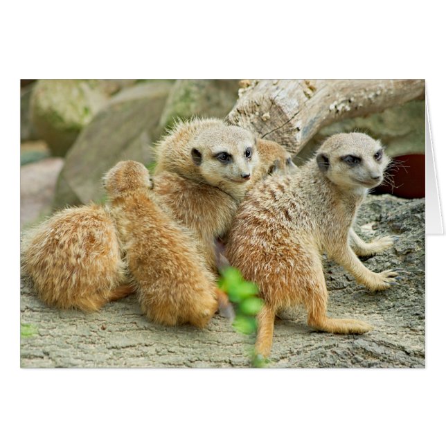 Meerkat Familie - Kaart (Voorkant Horizontaal)