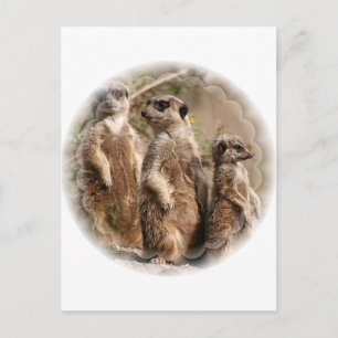 Meerkat Family Briefkaart