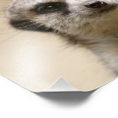 Meerkat Foto Afdruk (Hoek)