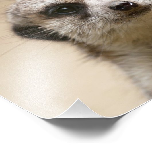 Meerkat Foto Afdruk (Hoek)