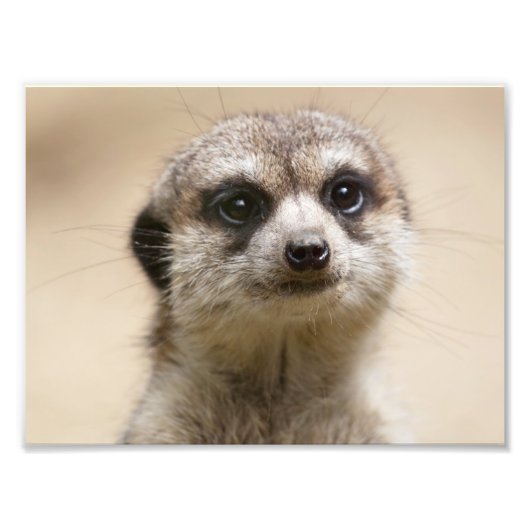 Meerkat Foto Afdruk (Voorkant)