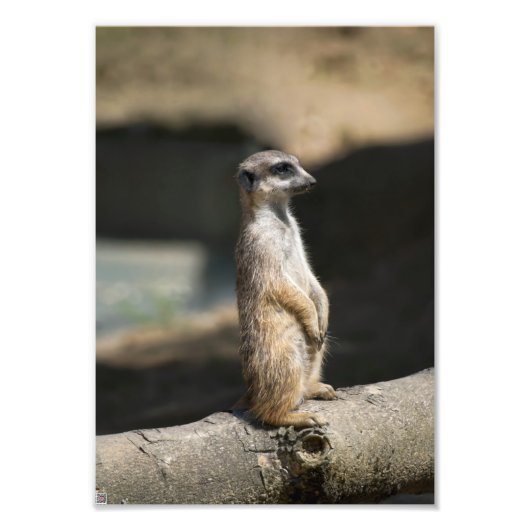 Meerkat Foto Afdruk (Voorkant)