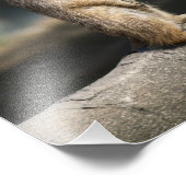 Meerkat Foto Afdruk (Hoek)