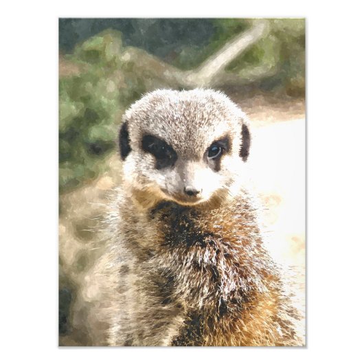 MEERKAT FOTO AFDRUK (Voorkant)