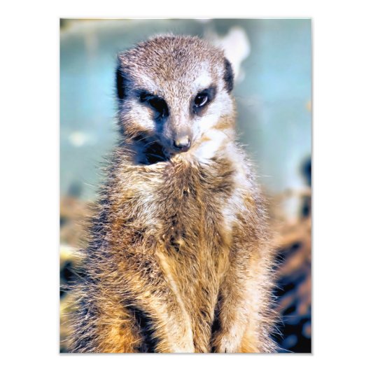 MEERKAT FOTO AFDRUK (Voorkant)