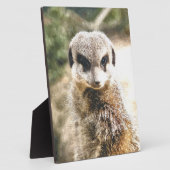 MEERKAT FOTOPLAAT (Zijkant)