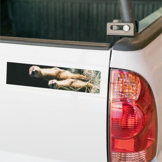 Meerkat Friends Bumpersticker (Op Truck)