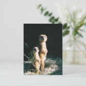 Meerkat Friends Post Card Briefkaart (Staand voorkant)