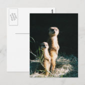 Meerkat Friends Post Card Briefkaart (Voorkant / Achterkant)