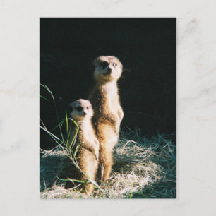 Meerkat Friends Post Card Briefkaart