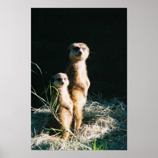 Meerkat Friends Poster (Voorkant)